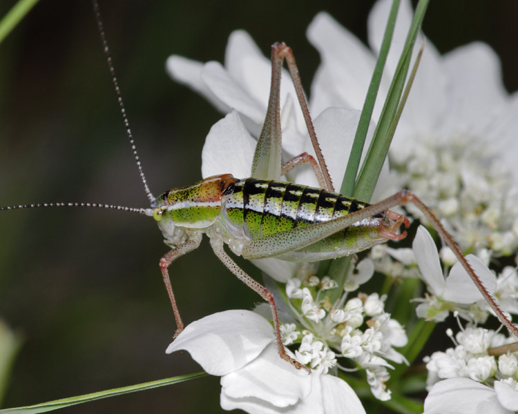 Phaneropteridae, Croazia, 22 mm, 05.2011